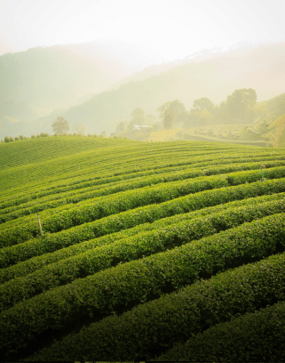 Logistics services for Agriculture & Farming industry